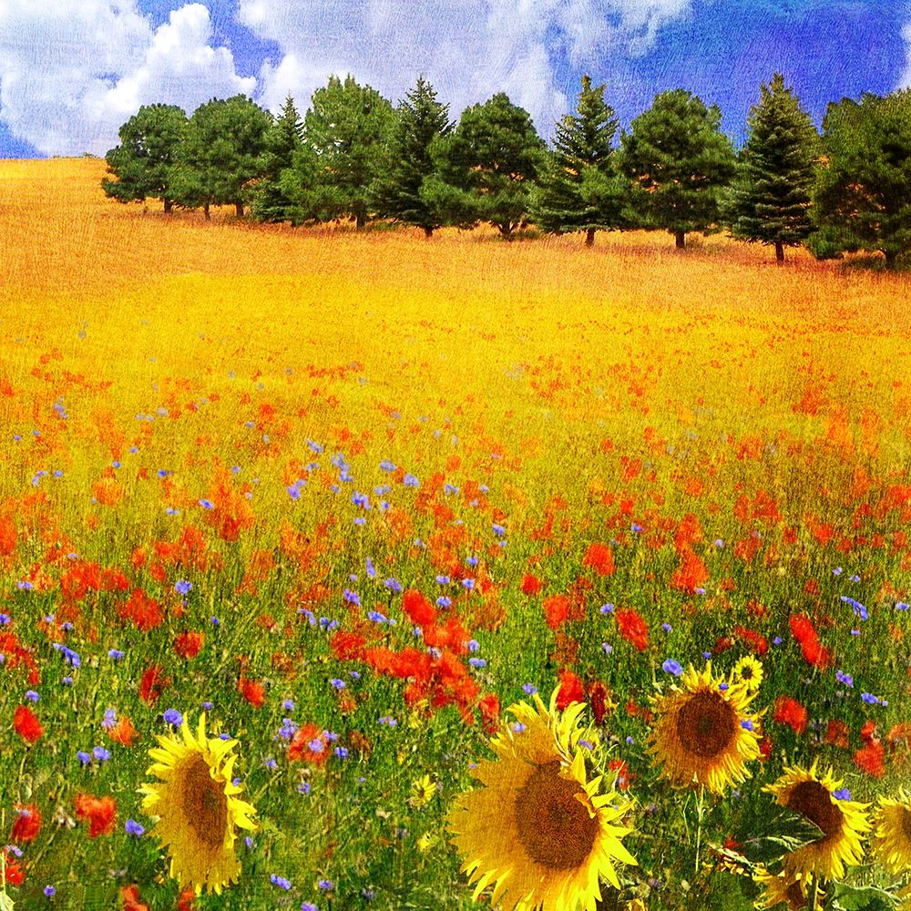 Lombardy II art print by Chris Vest for $57.95 CAD