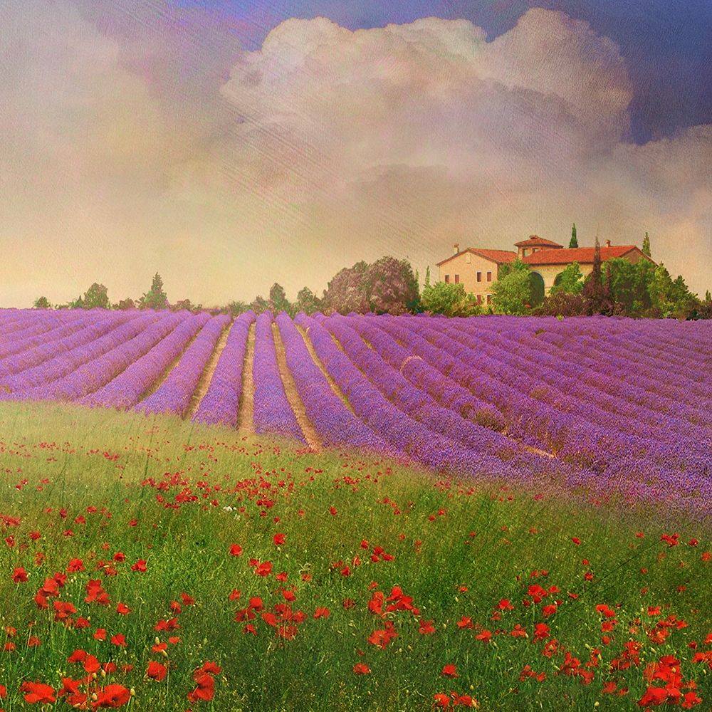 Lavender Fields IV art print by Chris Vest for $57.95 CAD