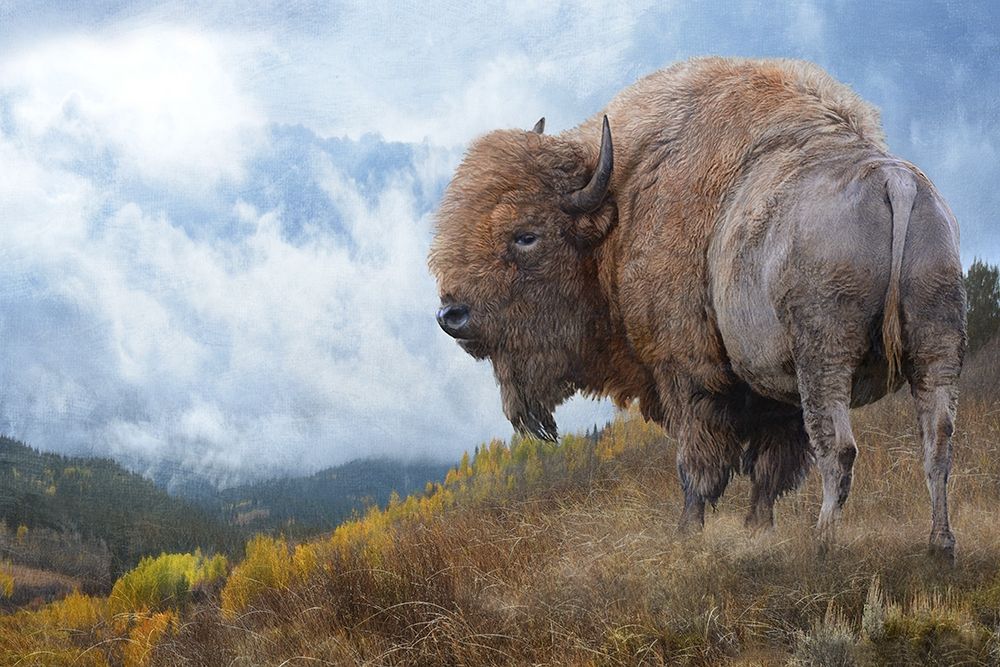 Golden Bison art print by Chris Vest for $57.95 CAD