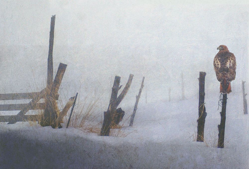 Misty Morning art print by Alex Black for $57.95 CAD