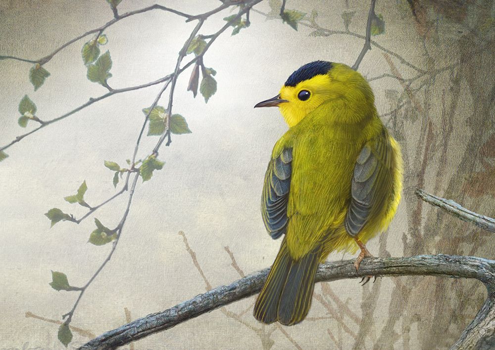 Keeping an eye out on a branch art print by Alex Black for $57.95 CAD