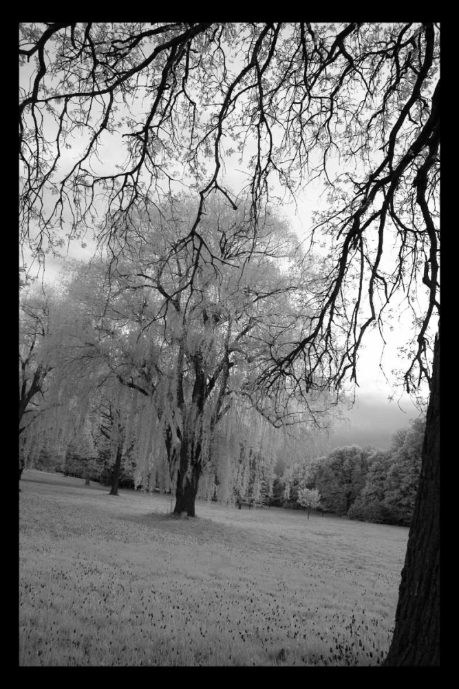 Infra Red Forest I art print by David Comfort for $57.95 CAD