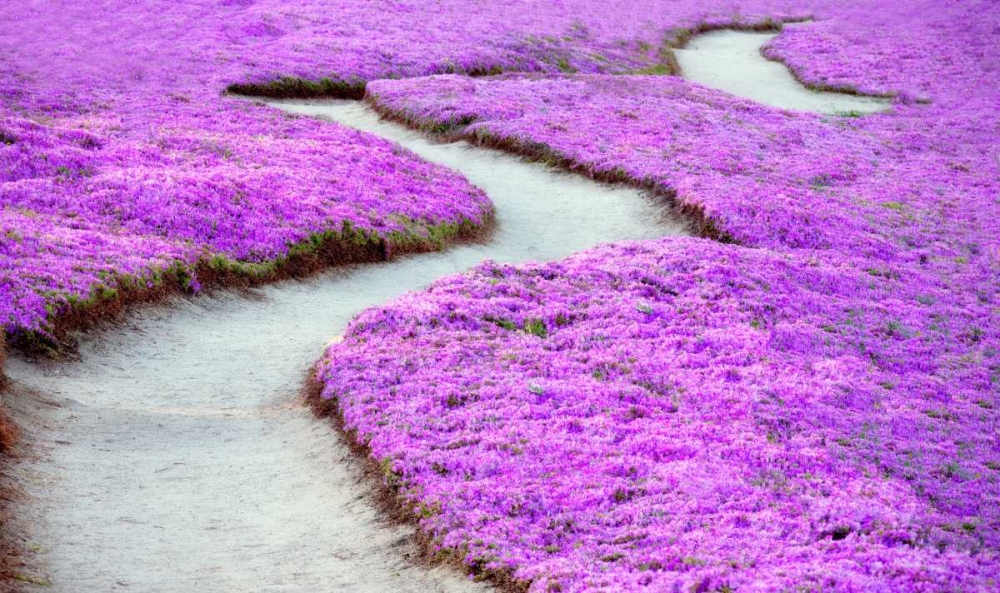 Violet Path art print by Dennis Frates for $57.95 CAD