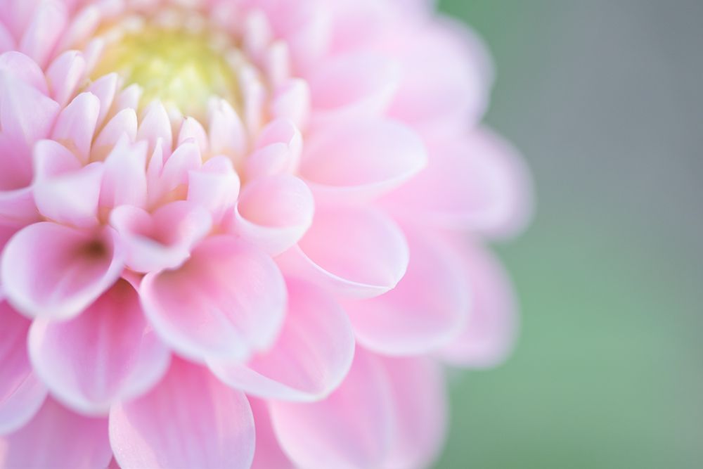 Pink Cups art print by Dmitry Kirshner for $57.95 CAD
