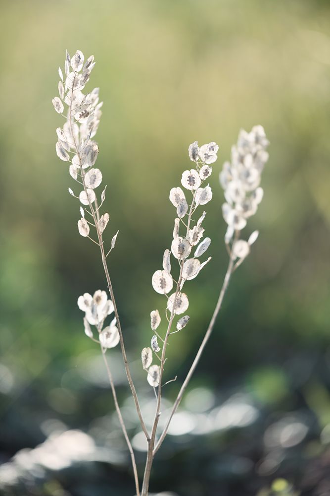 Summer Field art print by Dmitry Kirshner for $57.95 CAD