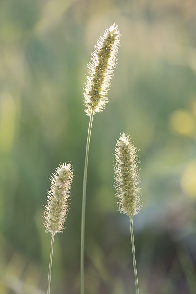 Summer Glow art print by Dmitry Kirshner for $57.95 CAD