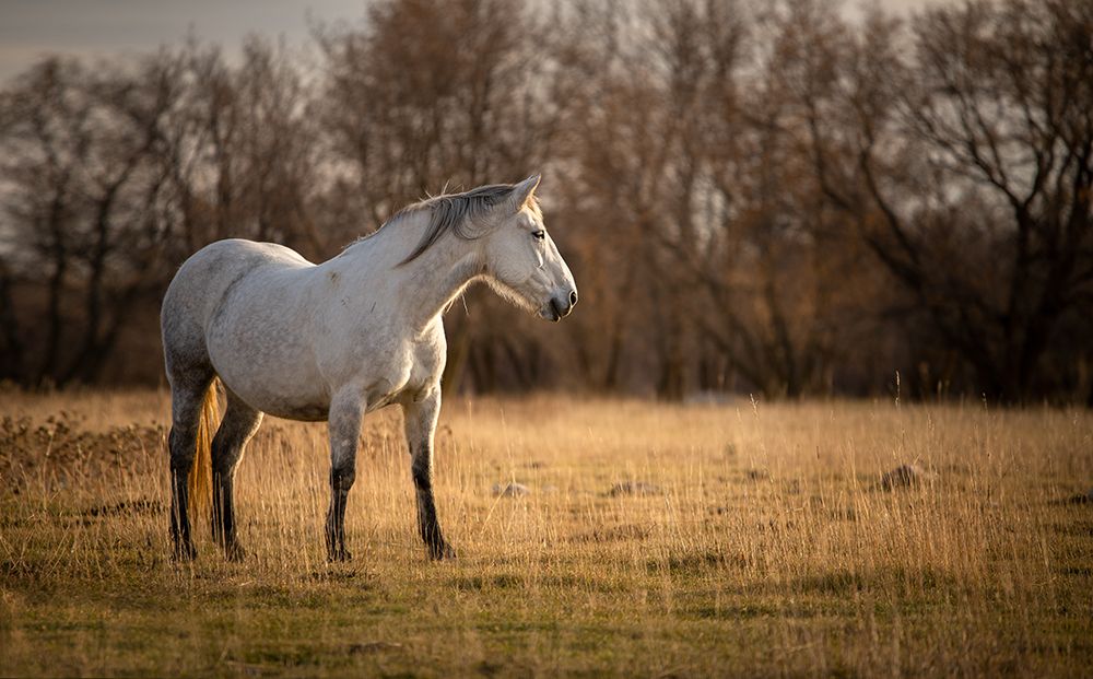 Evening Light art print by Dmitry Kirshner for $57.95 CAD