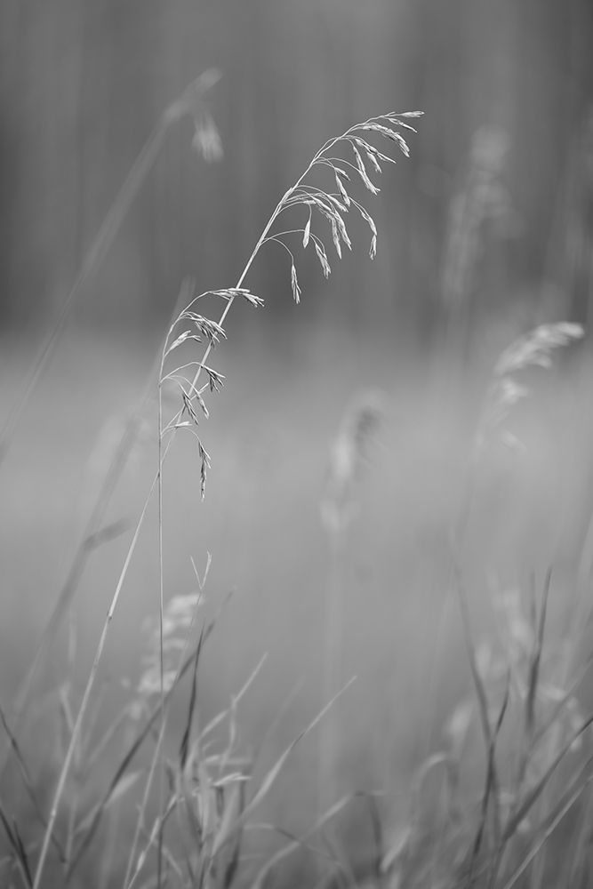 Summer Light II art print by Dmitry Kirshner for $57.95 CAD