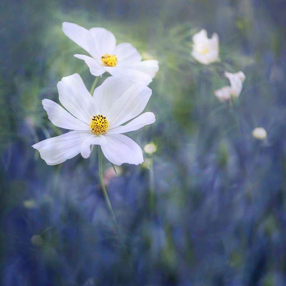 Wild Field Flowers I art print by Dmitry Kirshner for $57.95 CAD