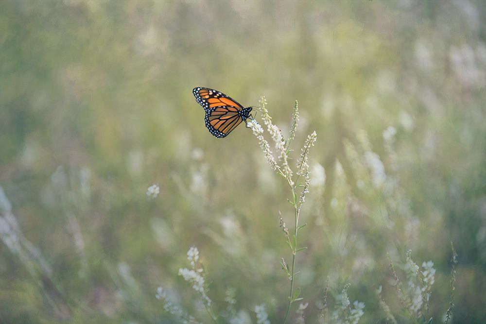 Tranquil Perch art print by Dmitry Kirshner for $57.95 CAD