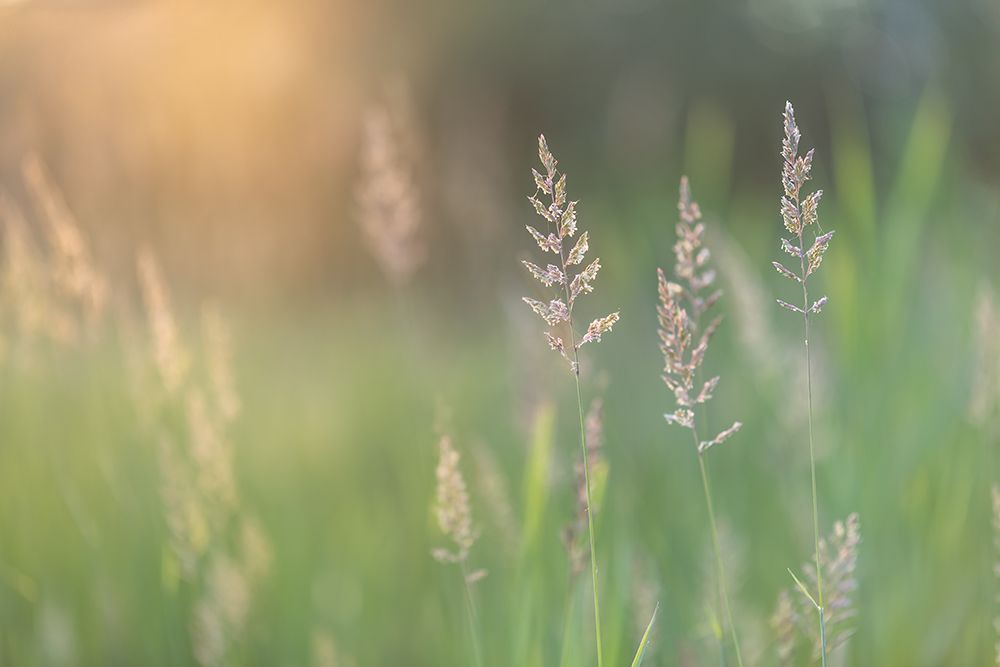 Summer Light art print by Dmitry Kirshner for $57.95 CAD