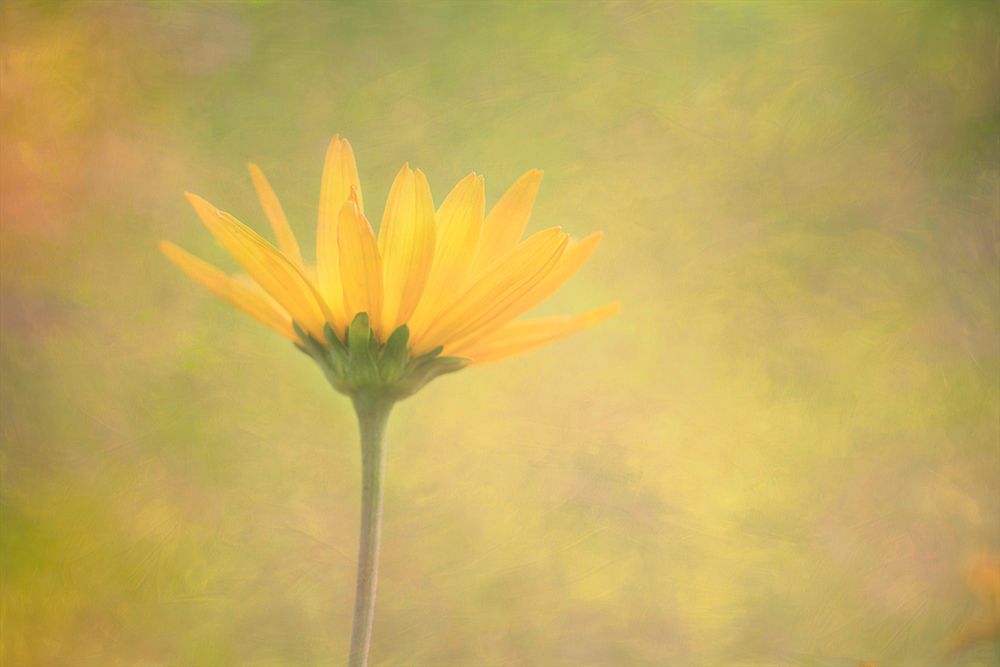 Brushstrokes of Summer I art print by Dmitry Kirshner for $57.95 CAD
