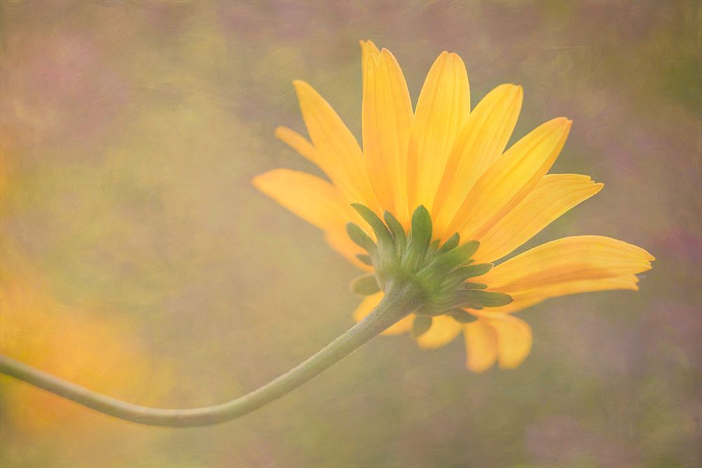 Brushstrokes of Summer II art print by Dmitry Kirshner for $57.95 CAD