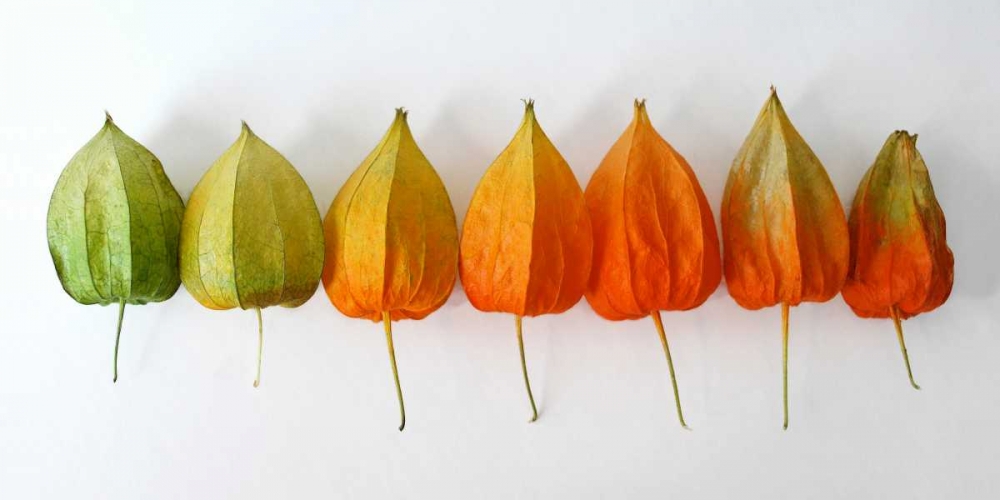 Chinese Lanterns III art print by Daniela Savogne for $57.95 CAD