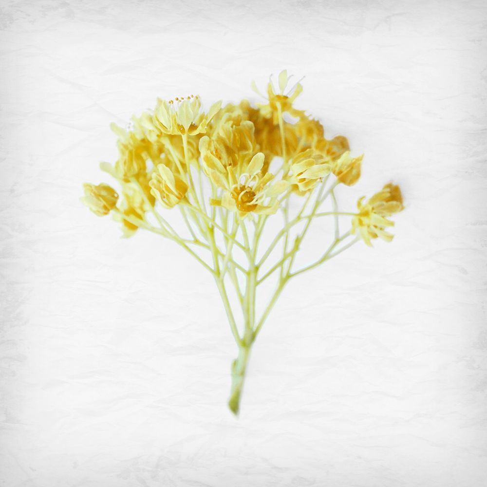 Meditative Yellow art print by Daniela Savone for $57.95 CAD