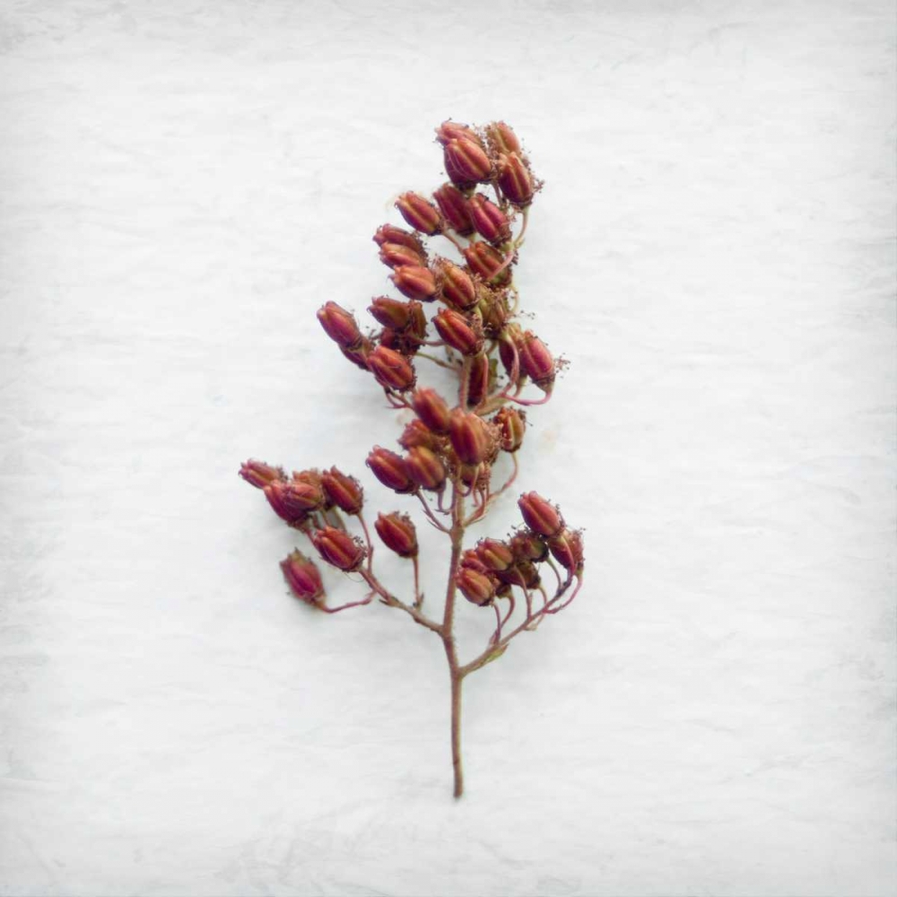 Mediterranean Shade art print by Daniela Savogne for $57.95 CAD