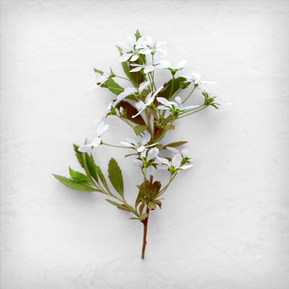 Greener Fragment art print by Daniela Savogne for $57.95 CAD