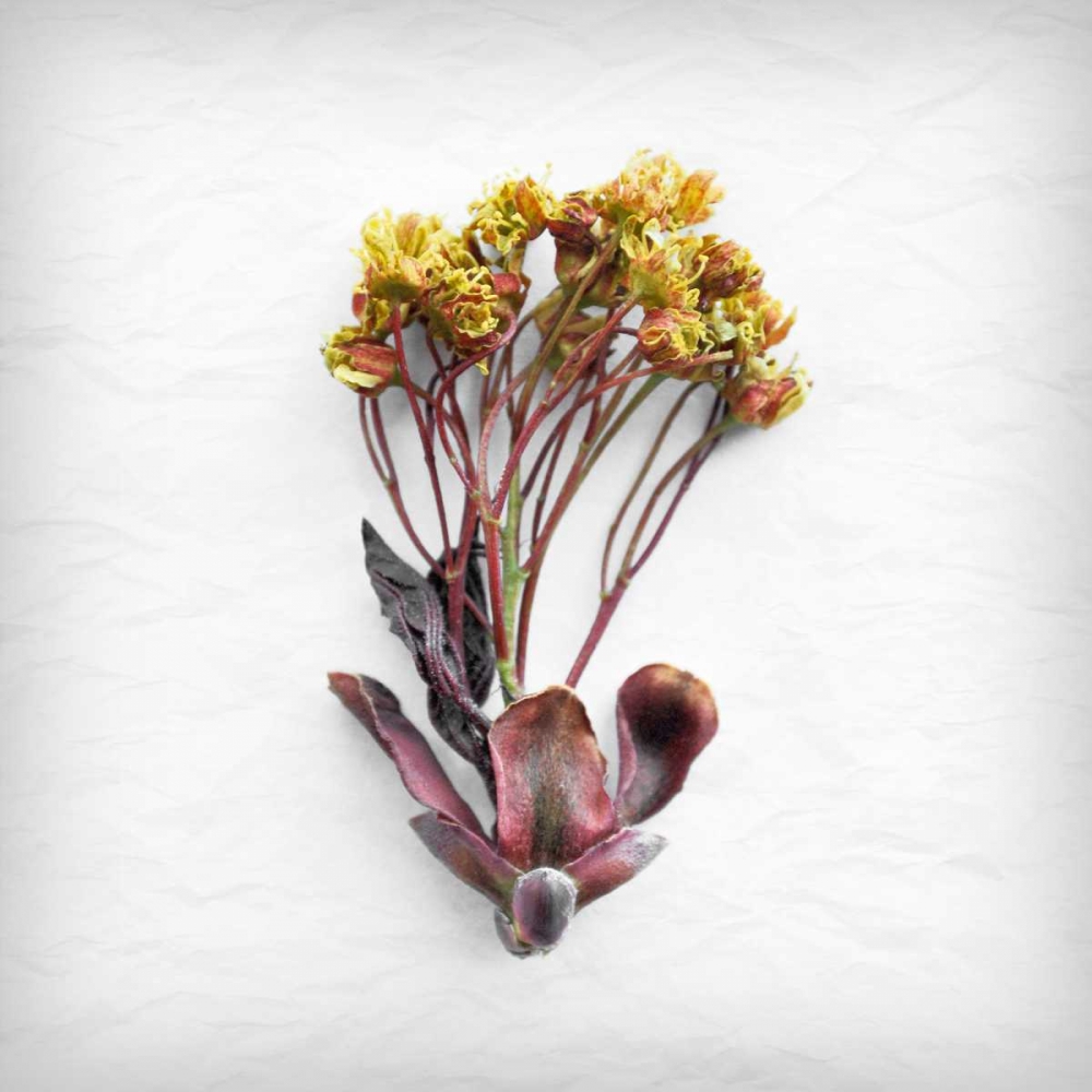 Jumping for Yellow art print by Daniela Savogne for $57.95 CAD