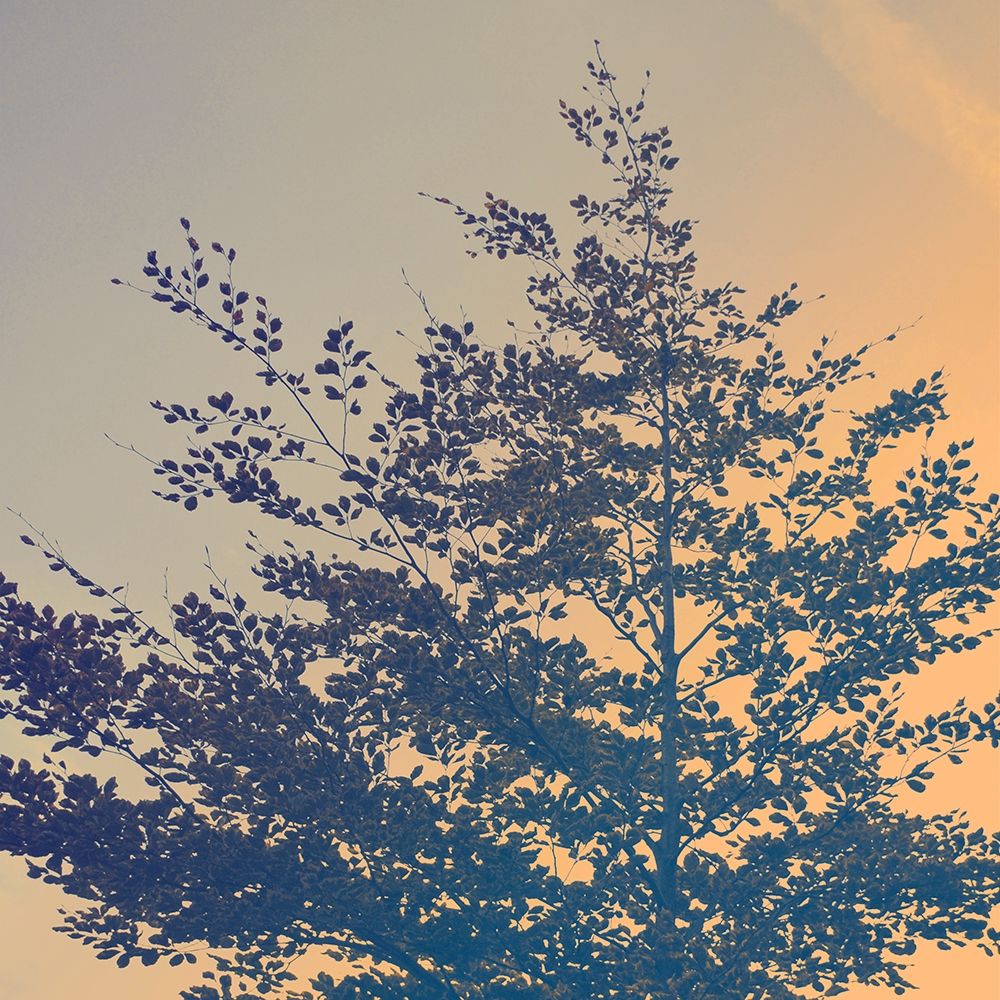 Tree Haze art print by Daniela Savone for $57.95 CAD