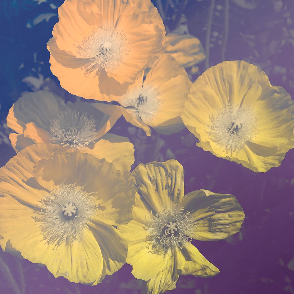 Flower Haze I art print by Daniela Savone for $57.95 CAD
