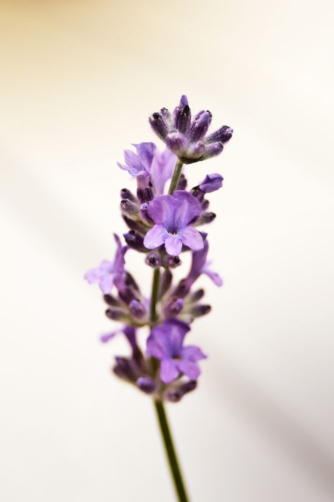 Purple Hues in Bloom I art print by Daniela Savone for $57.95 CAD