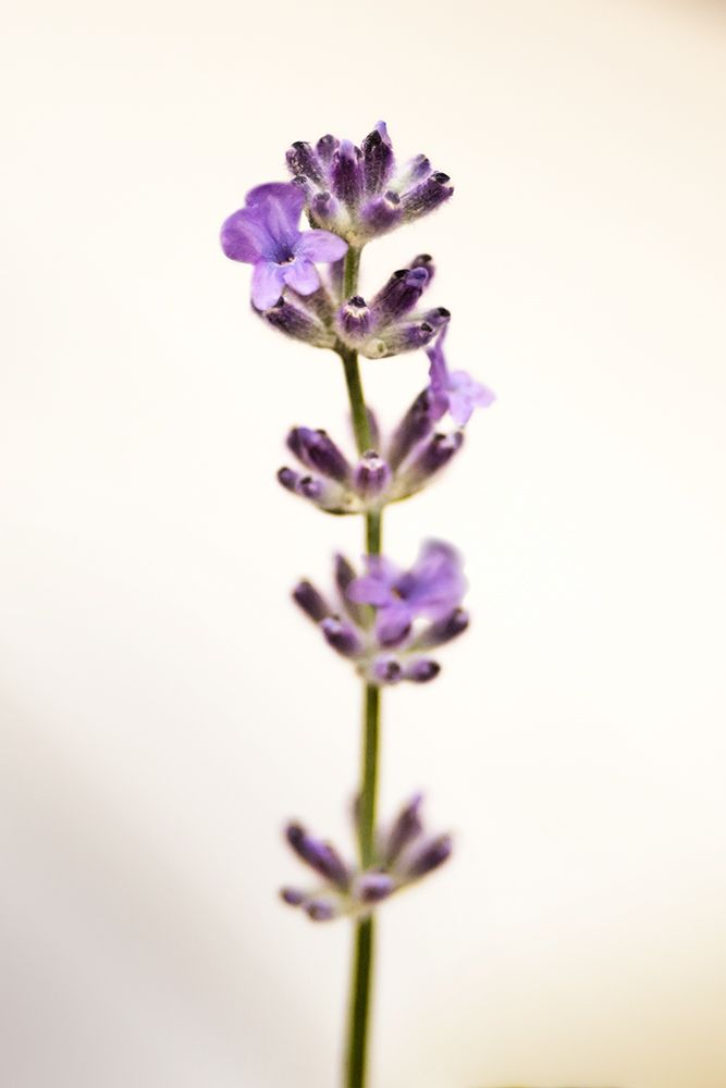 Purple Hues in Bloom II art print by Daniela Savone for $57.95 CAD