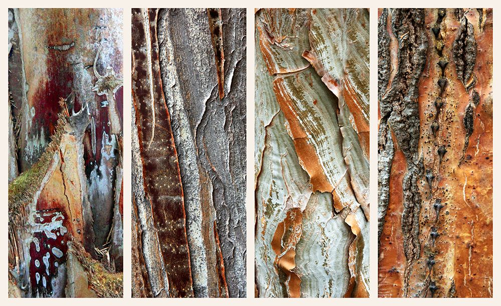 Palm Bark I art print by Jessica Jenney for $57.95 CAD