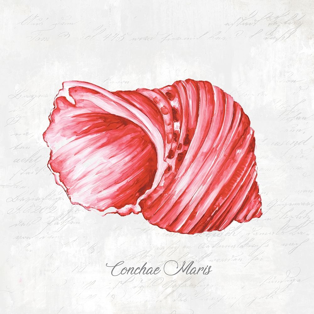 Red Seashell art print by Eva Watts for $57.95 CAD