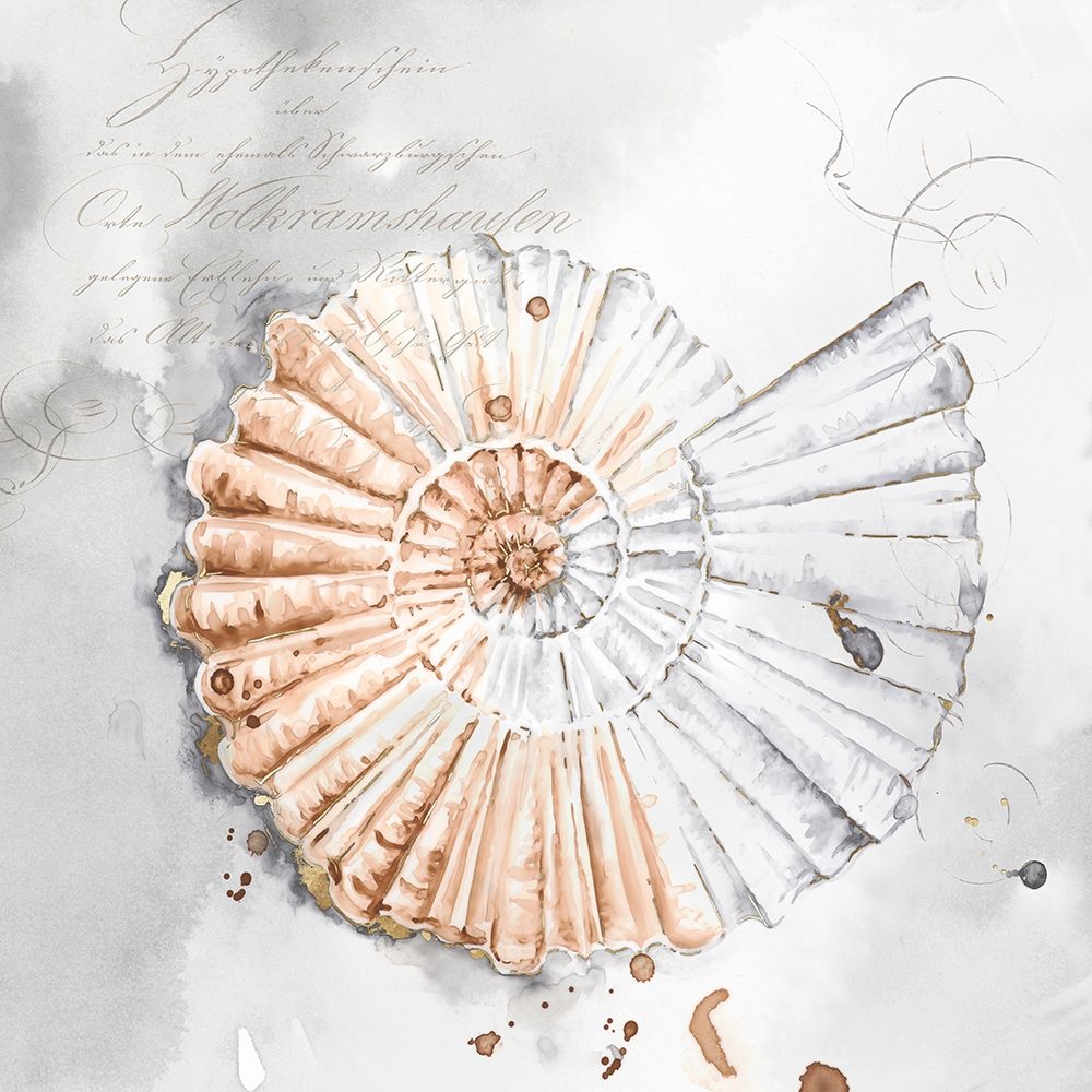 Blush Shell II art print by Eva Watts for $57.95 CAD
