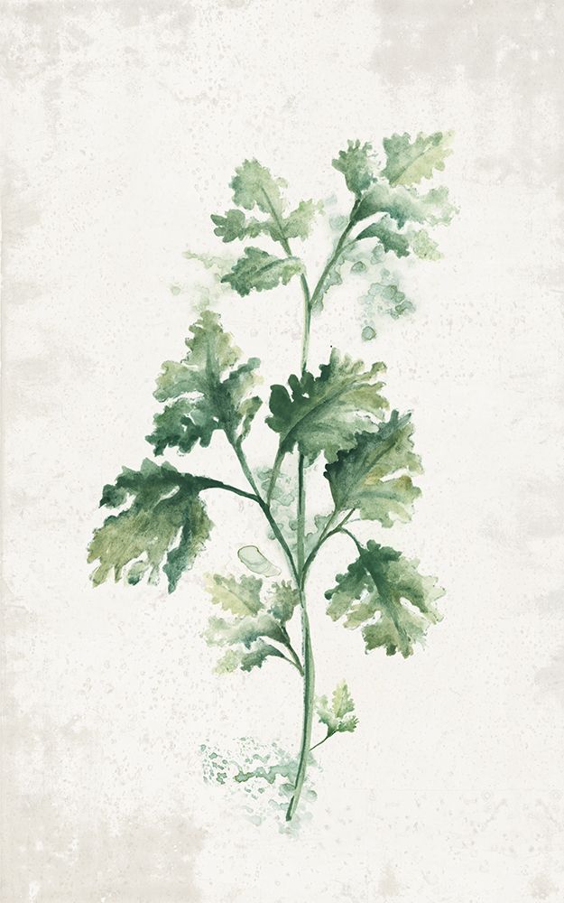 Cilantro art print by Eva Watts for $57.95 CAD