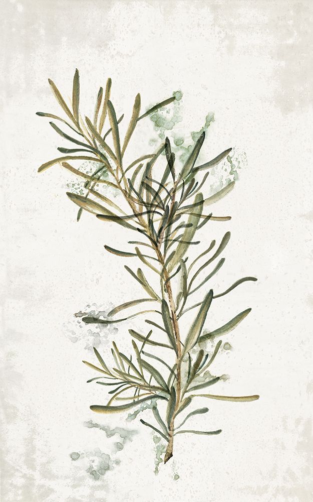 Evergreen Rosemary art print by Eva Watts for $57.95 CAD