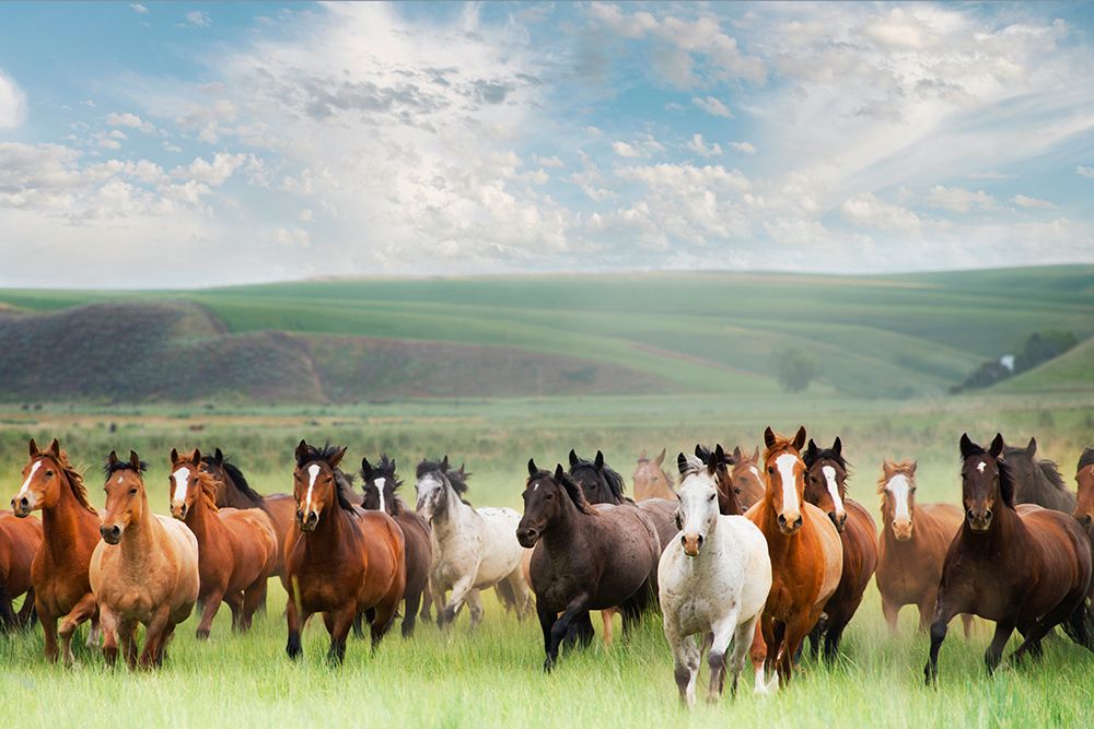 Horse Stampede art print by Georgianna Lane for $57.95 CAD