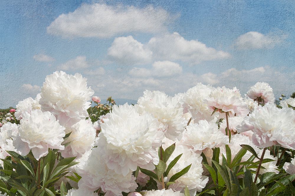 Peonie Sunshine I art print by Georgianna Lane for $57.95 CAD