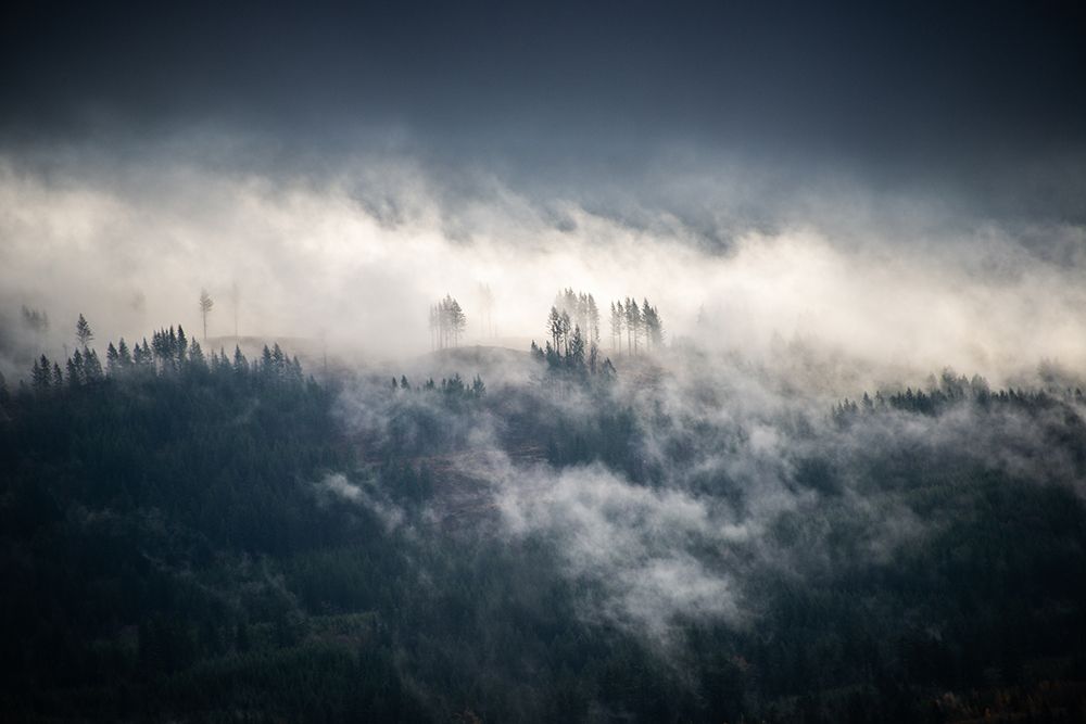 Fir Trees in the Forest Fog Blue art print by Nature Magick for $57.95 CAD