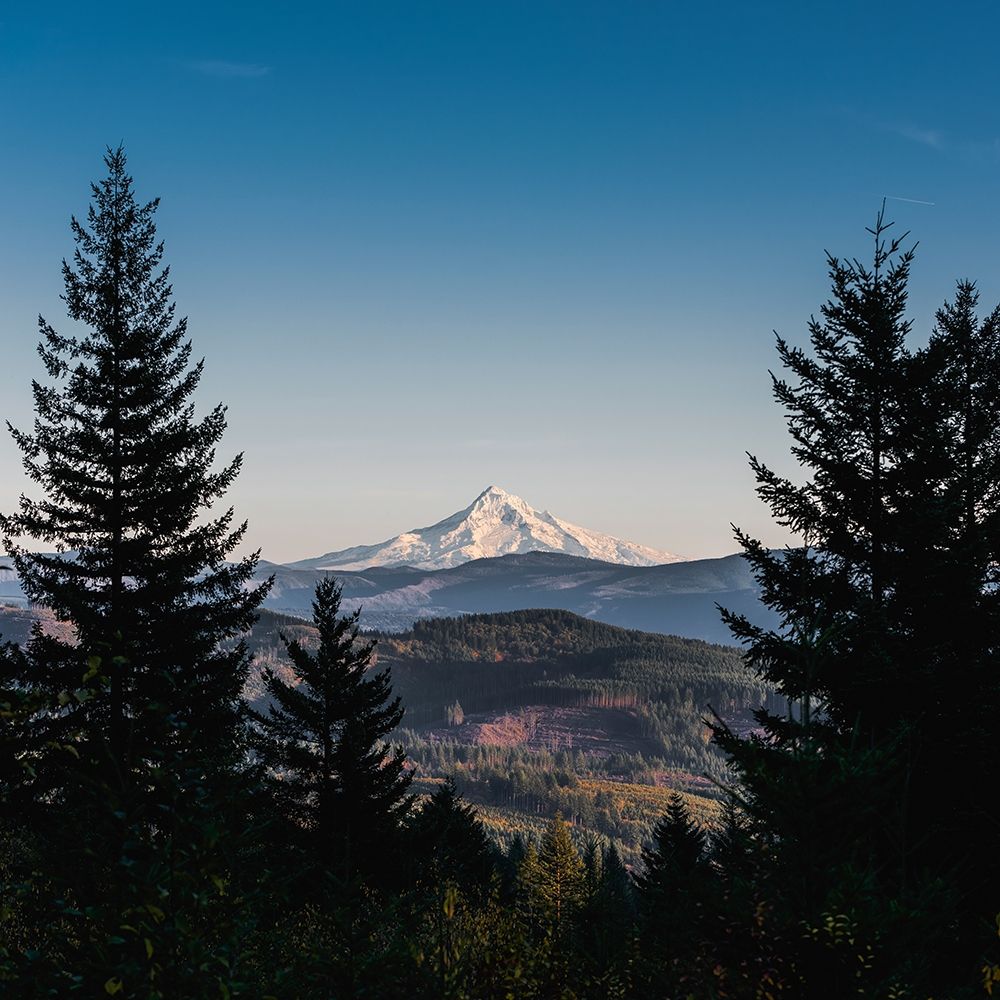 Mountain Through the Forest art print by Nature Magick for $57.95 CAD