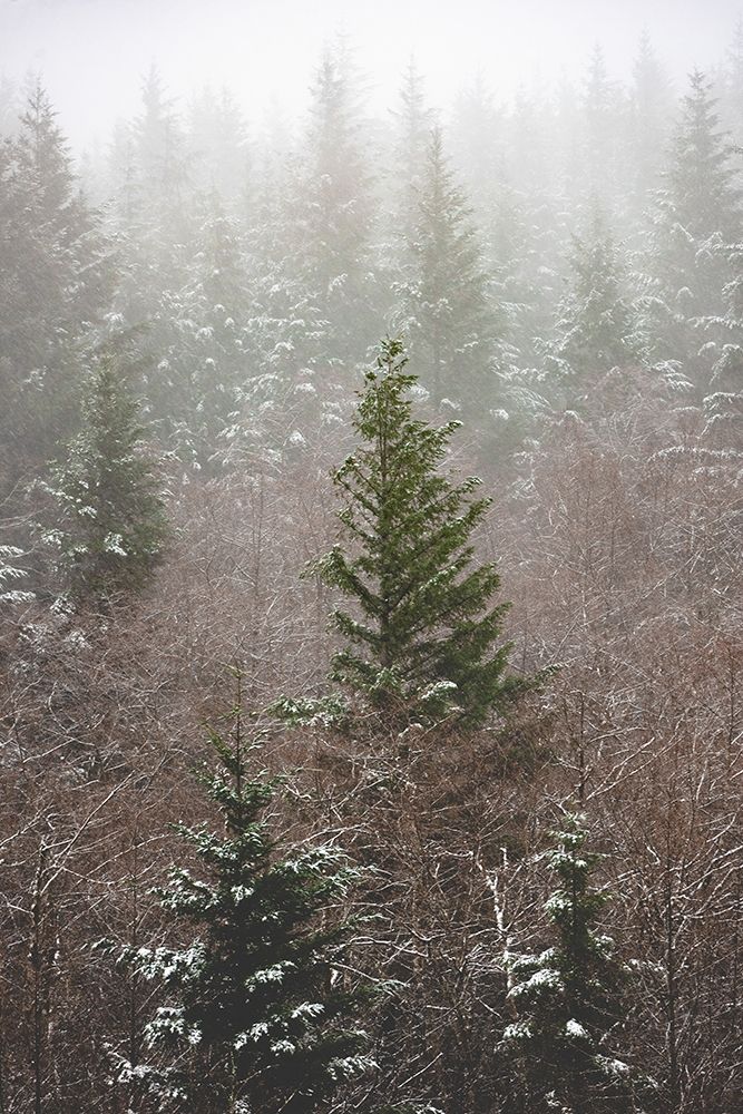 Forest Fog Winter Snow art print by Nature Magick for $57.95 CAD