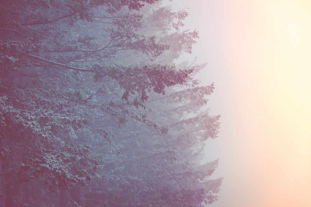 Sunset in the Forest art print by Nature Magick for $57.95 CAD
