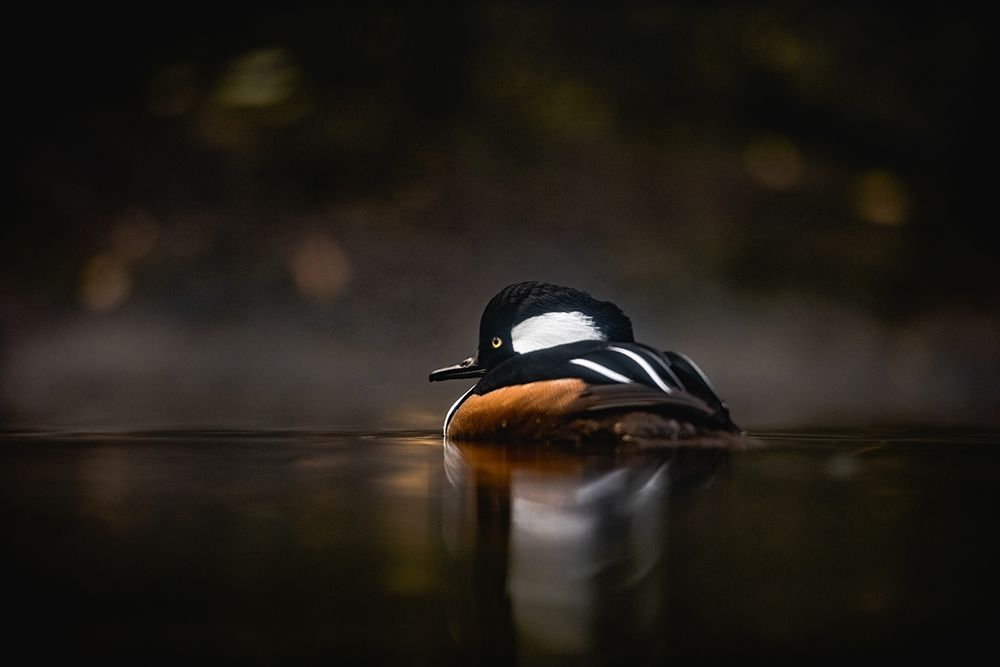 Pacific Northwest Duck Lake Reflection art print by Nature Magick for $57.95 CAD