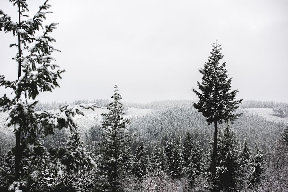 Winter in the Pacific Northwest Forest art print by Nature Magick for $57.95 CAD