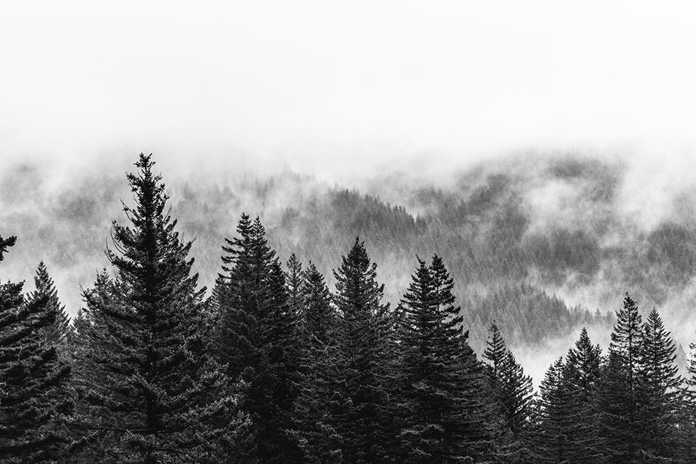 Clouds in the Forest Black and White art print by Nature Magick for $57.95 CAD