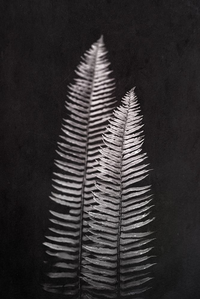 Black and White Forest Ferns art print by Nature Magick for $57.95 CAD