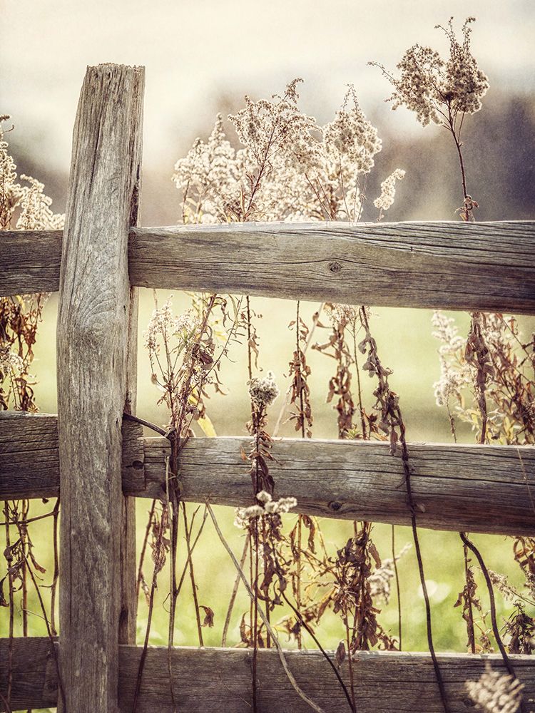 Sunrise Fence I art print by Kristi Goodkind for $57.95 CAD