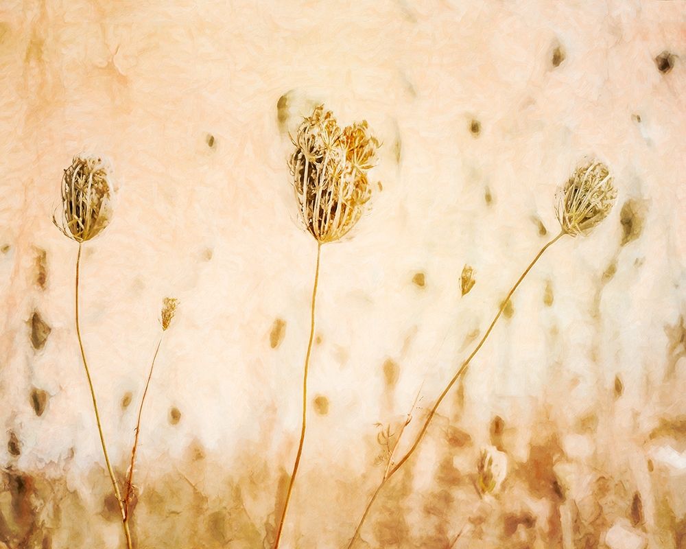 Lace in Autumn art print by Hal Halli for $57.95 CAD