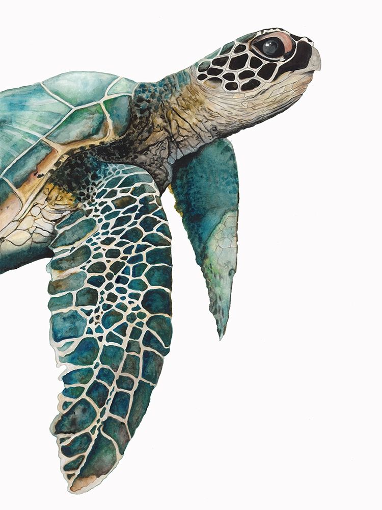Great Sea Turtle art print by Jodi Hatfield for $57.95 CAD