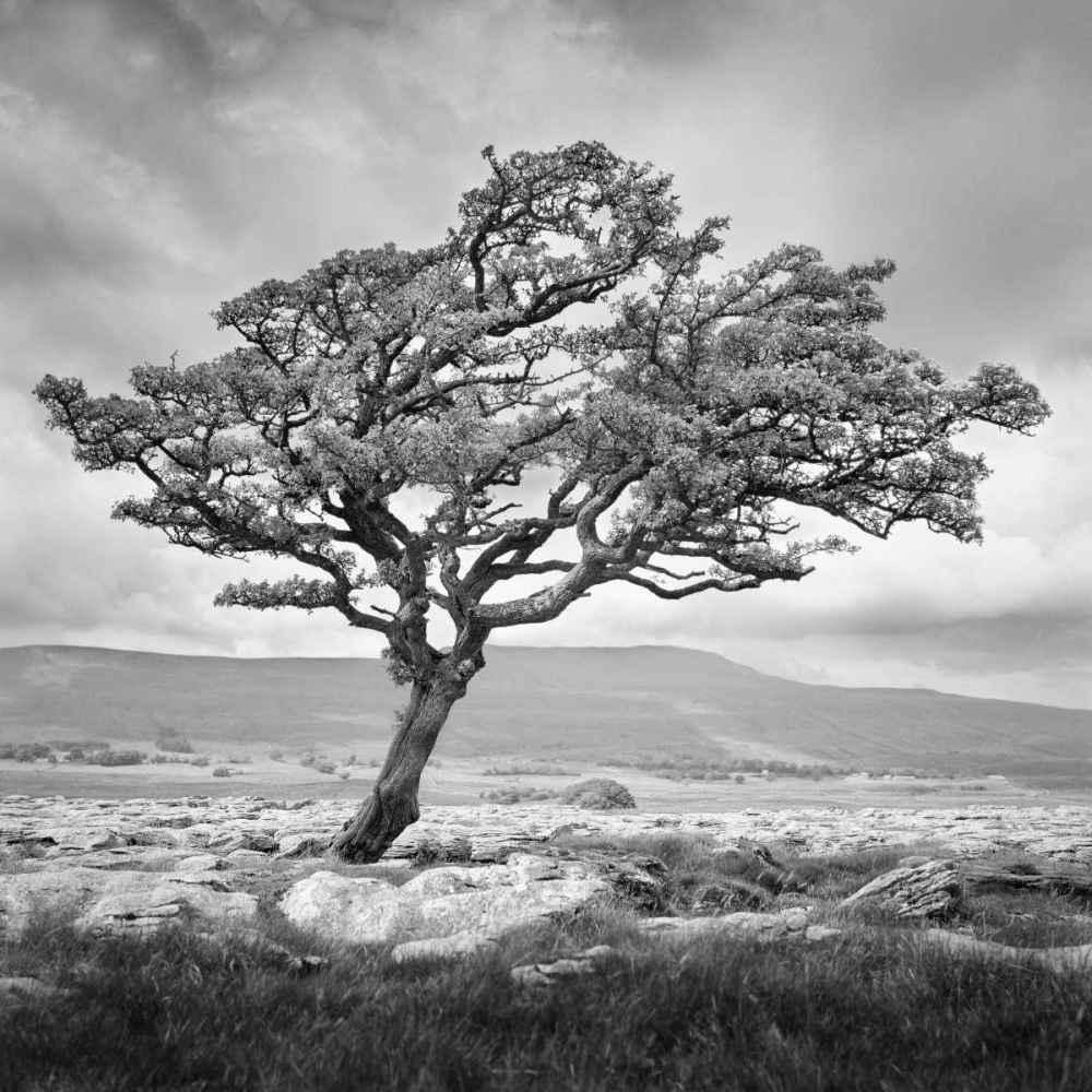 Reaching Upwards art print by Martin Henson for $57.95 CAD