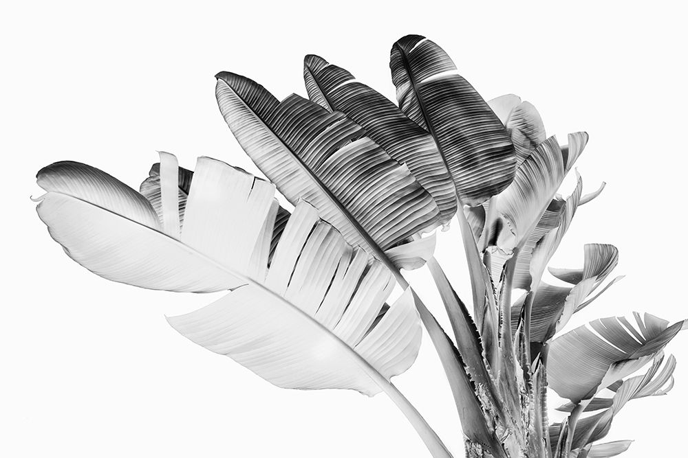 Tropical Velvet I - BW art print by Ryan Hartson- Weddle for $57.95 CAD