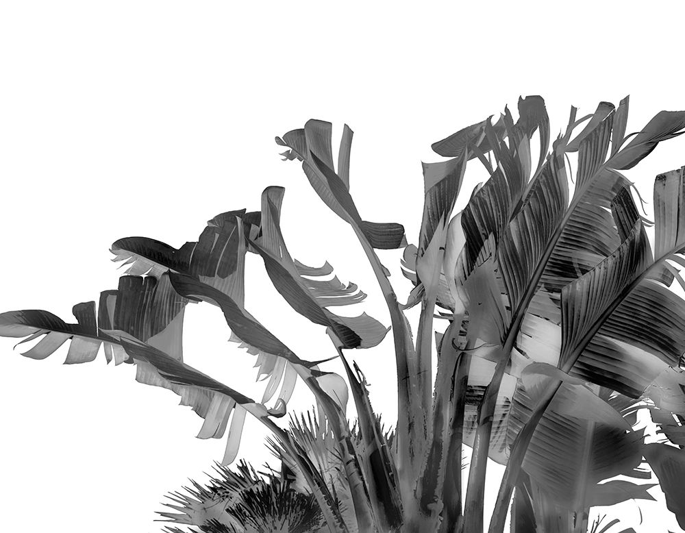 Tropical Velvet II - BW art print by Ryan Hartson- Weddle for $57.95 CAD