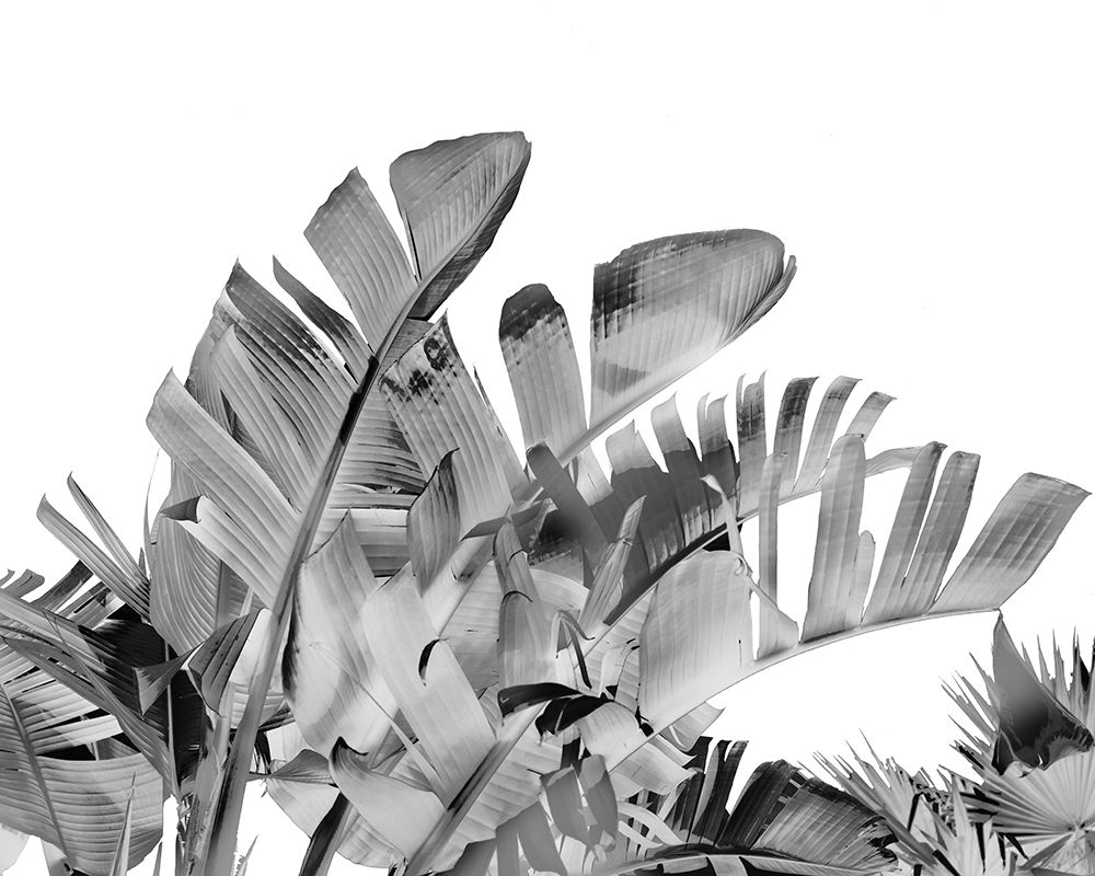 Tropical Velvet III - B-W art print by Ryan Harston-Weddle for $57.95 CAD