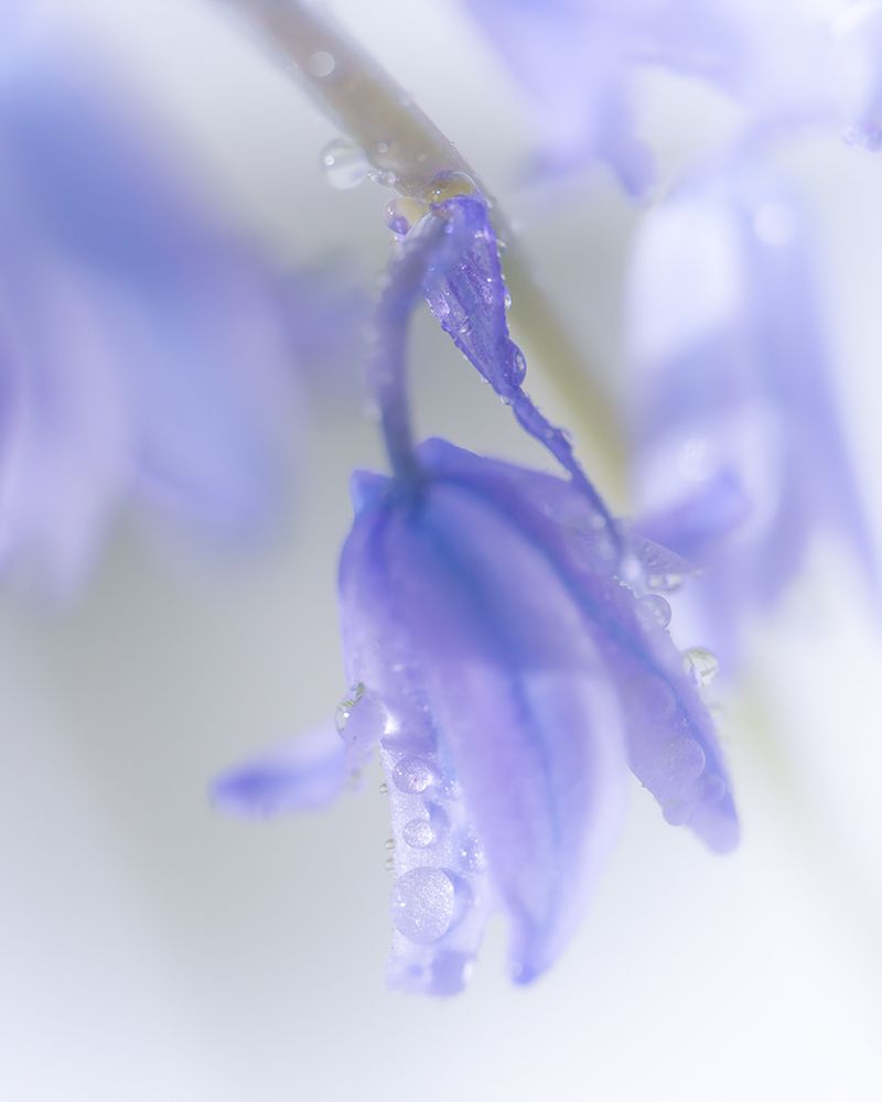 Purple Belle I art print by Ryan Weddle for $57.95 CAD