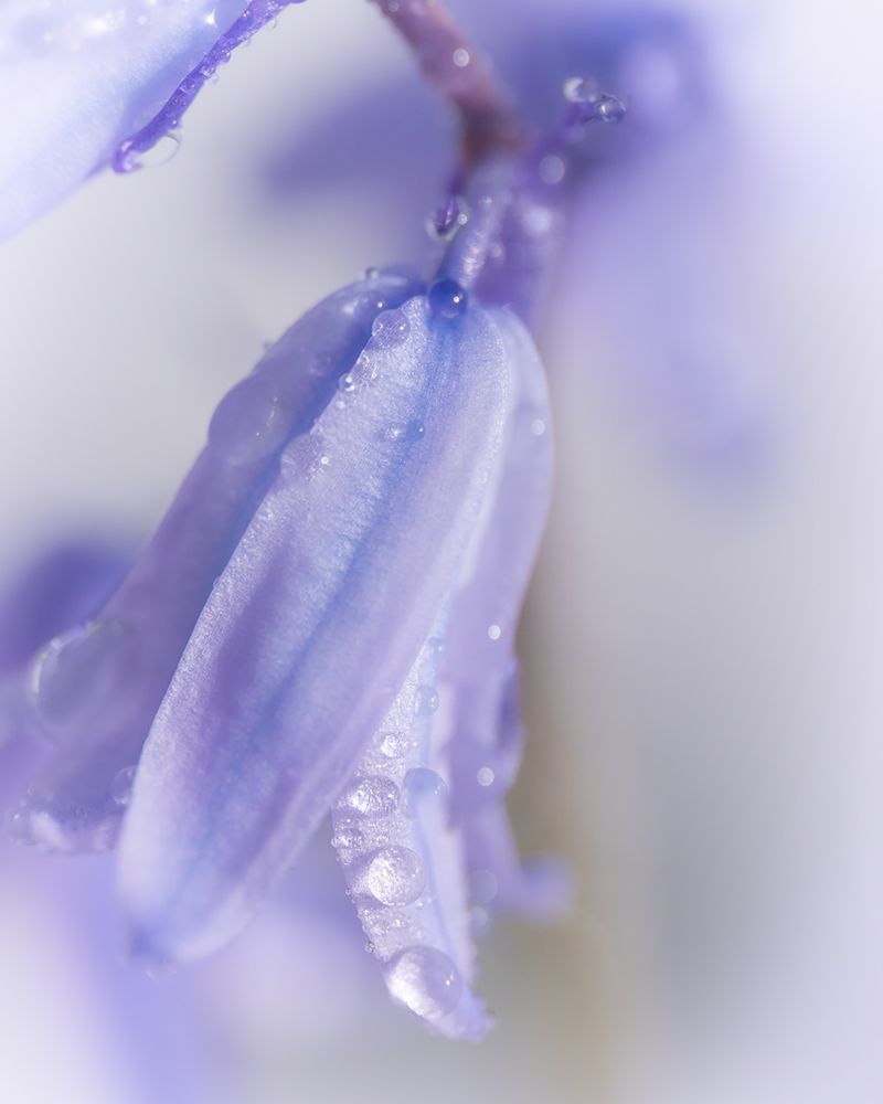 Purple Belle II art print by Ryan Weddle for $57.95 CAD